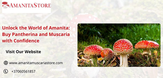 Unlock the World of Amanita: Buy Pantherina and Muscaria with Confidence