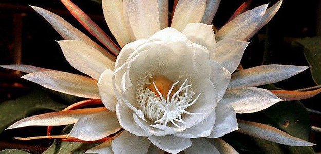 Самый красивый цветок в мире, фото и название