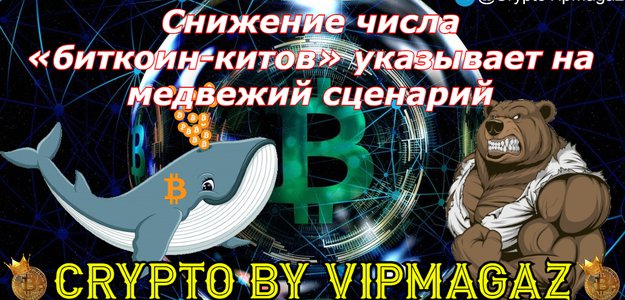 Снижение числа «биткоин-китов» указывает на медвежий сценарий