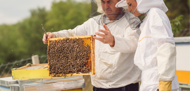 Unveiling the Buzz: Exploring the Benefits of 3-Layer Bee Suits for Beekeepers