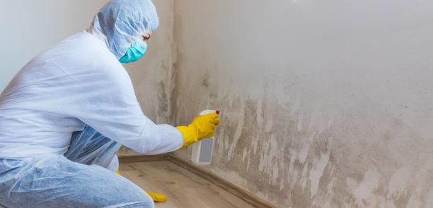 Basics and Procedures of Mold Remediation: Understanding Removal Processes