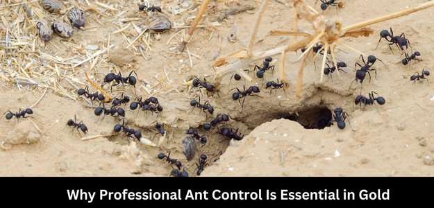 Why Professional Ant Control Is Essential in Gold Coast & Brisbane