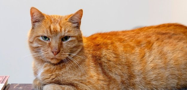 Старейший музейный кот Ося, пропавший из музея Ахматовой, может погибнуть без лекарств