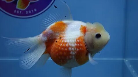 Can You Buy Goldfish Online?