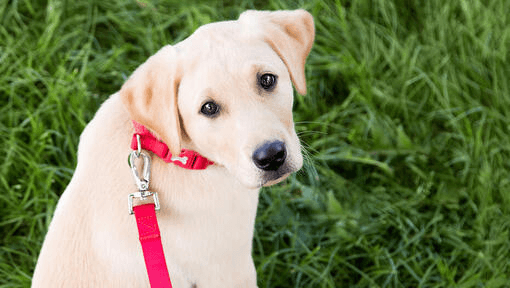 Why a Long Dog Lead Is a Game-Changer for Training and Walks