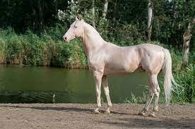 Have you ever seen a Hairless Horse ? | Iscream Sundae